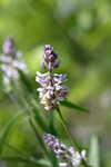 Sampson's snakeroot